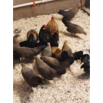 Hollands kriel  (Niederländische Zwerghuhn)